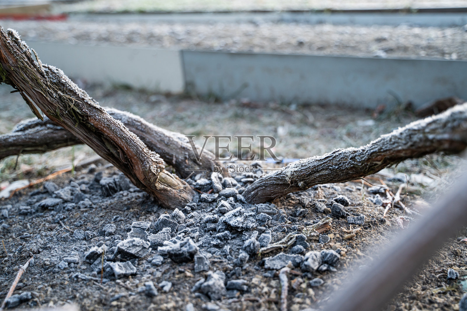 冬季葡萄生长的土壤用灰烬施肥。冬季的葡萄藤。照片摄影图片