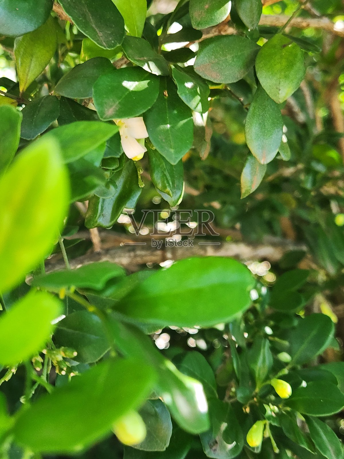 桃金娘（Myrtus）是一种坚韧的植物，树皮呈灰褐色，随着时间的推移变得粗糙。它支持深绿色的叶子和芳香的花朵，外观迷人，是园林绿化的热门选择。照片摄影图片