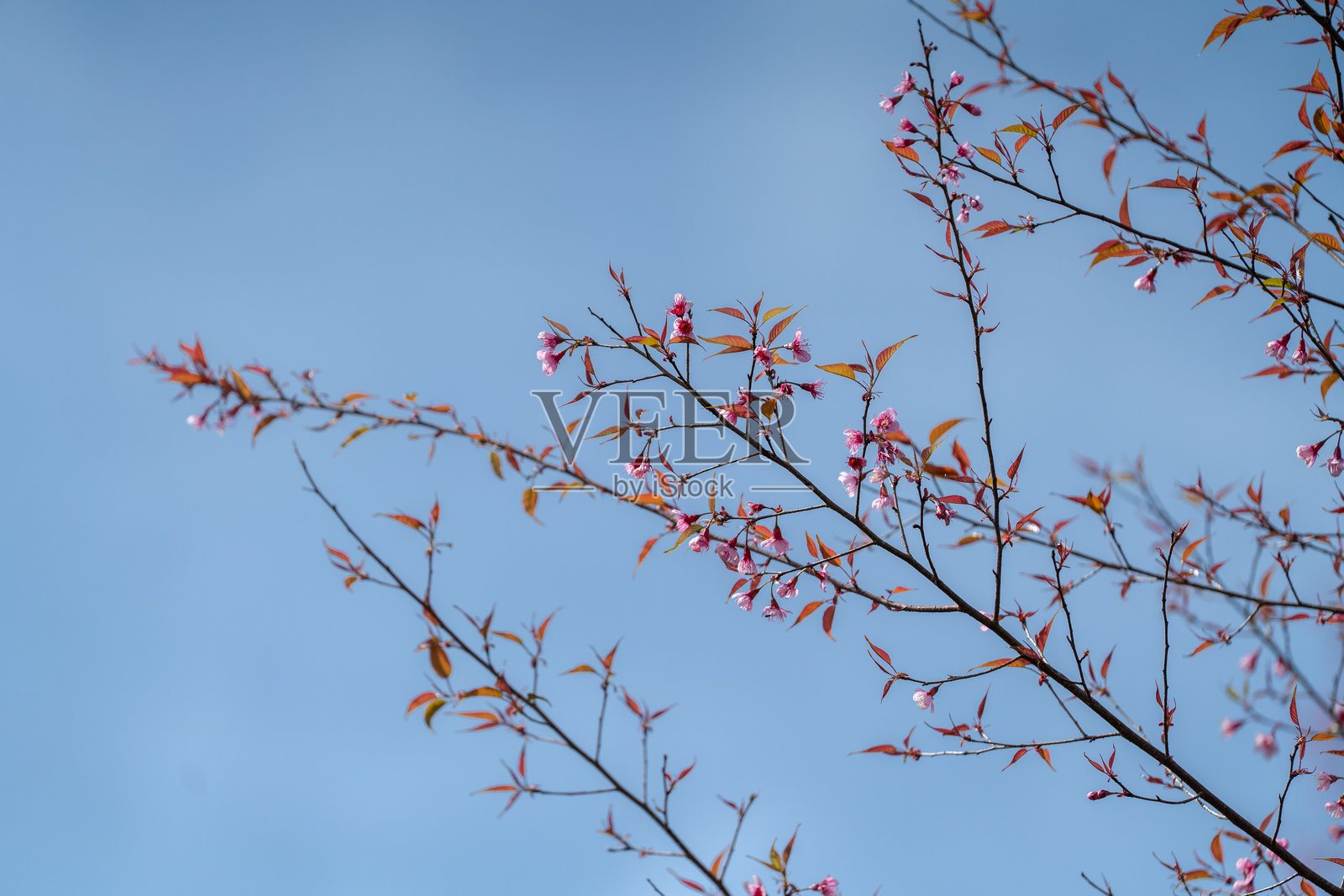 樱花盛开照片摄影图片