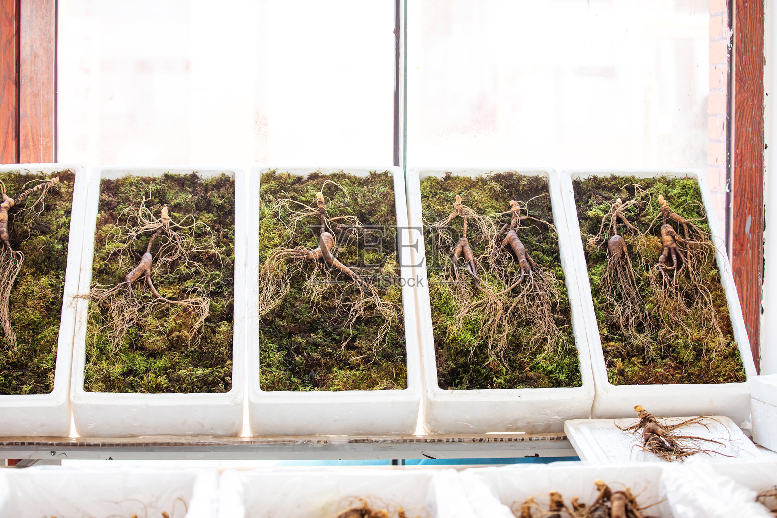 人参照片摄影图片