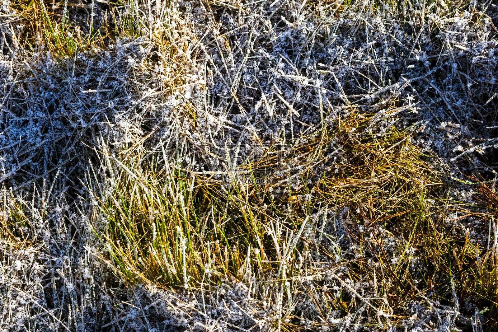 结冰的草。照片摄影图片
