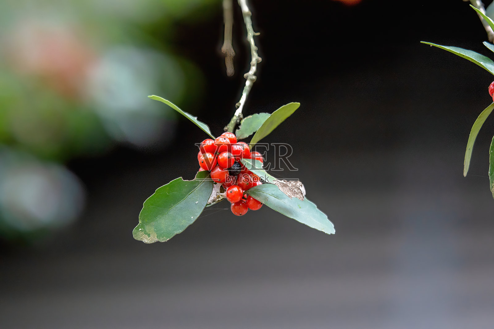 红色果实的红果冬青丰收，为红胸鸲在冬季提供食物。照片摄影图片