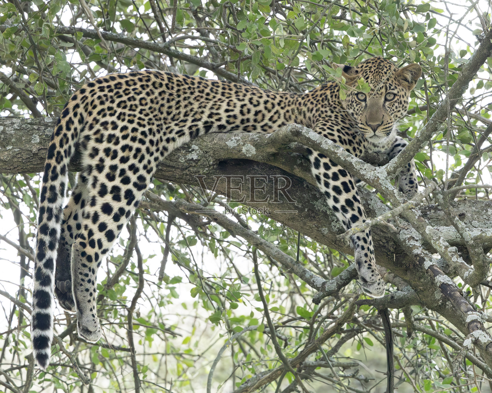 豹子，花豹，卧在树枝上：坦桑尼亚照片摄影图片