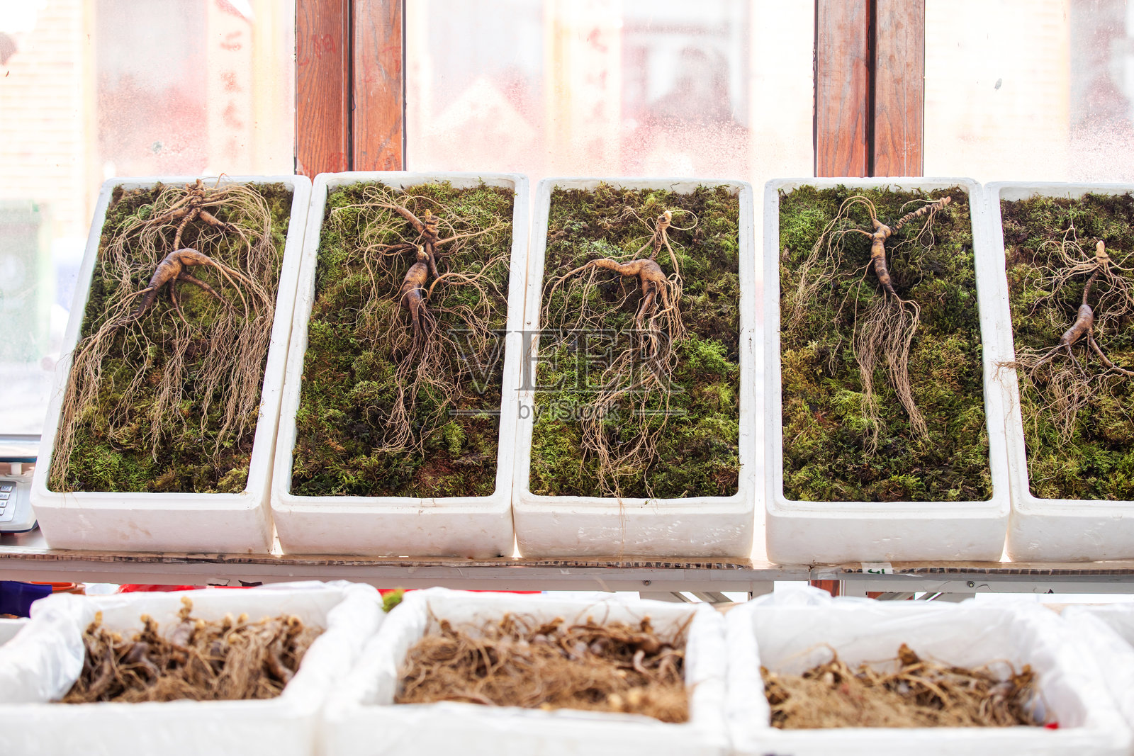 人参照片摄影图片