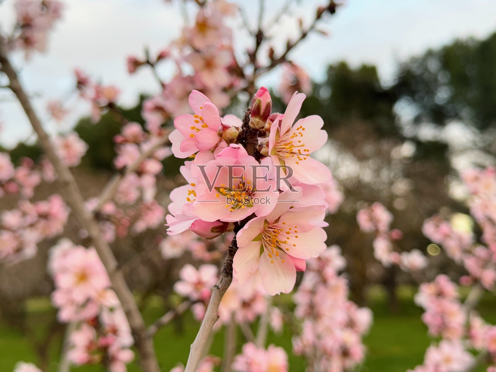 杏花（Prunus dulcis）。照片摄影图片