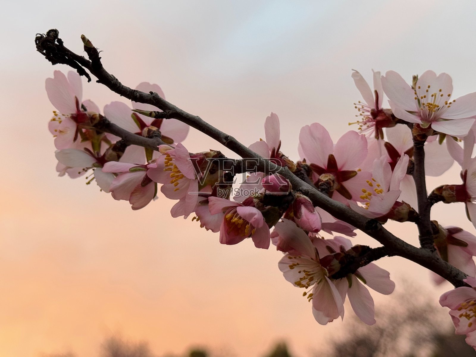 杏花（Prunus dulcis）。照片摄影图片