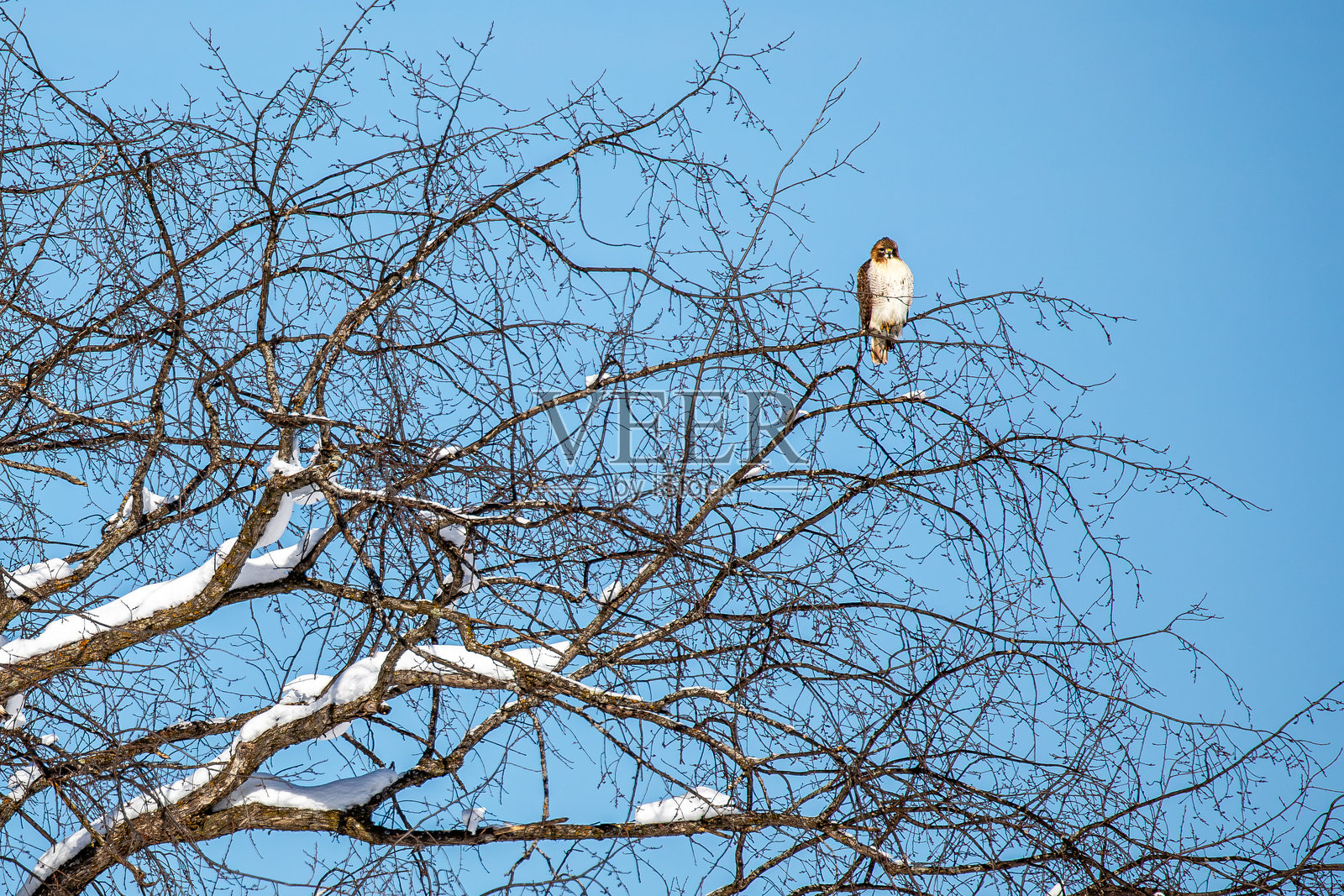 冬季红尾鹰（Buteo jamaicensis）栖息在威斯康星州的一棵榆树上照片摄影图片