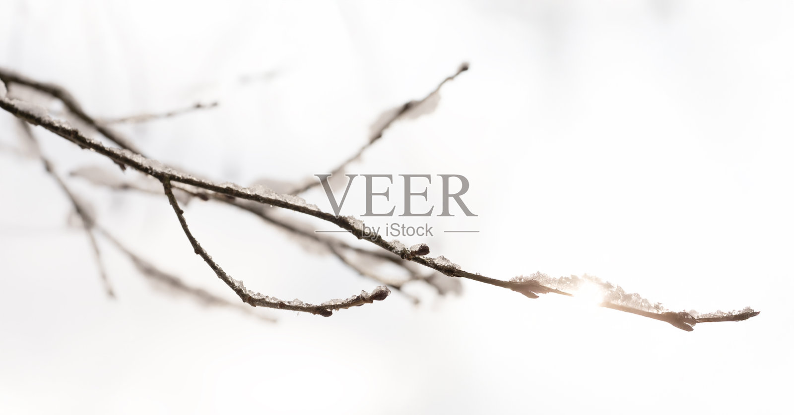 冰冻的树枝特写，背景为白色。照片摄影图片