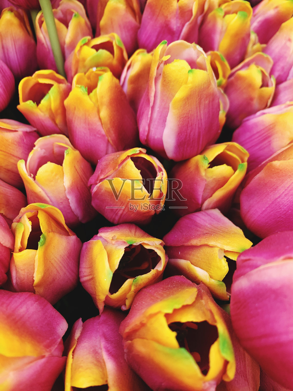 郁金香照片摄影图片