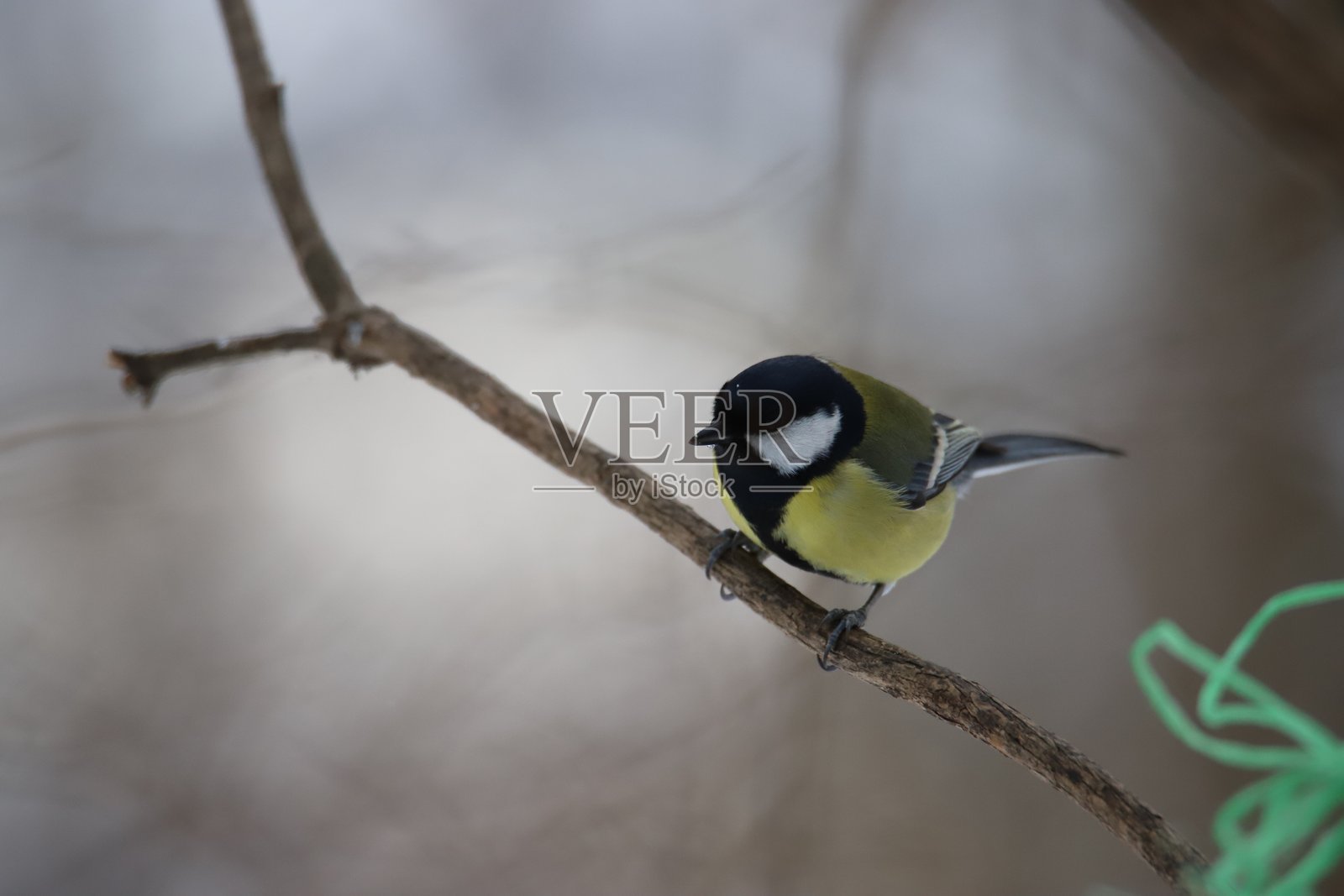 大山雀特写照片摄影图片