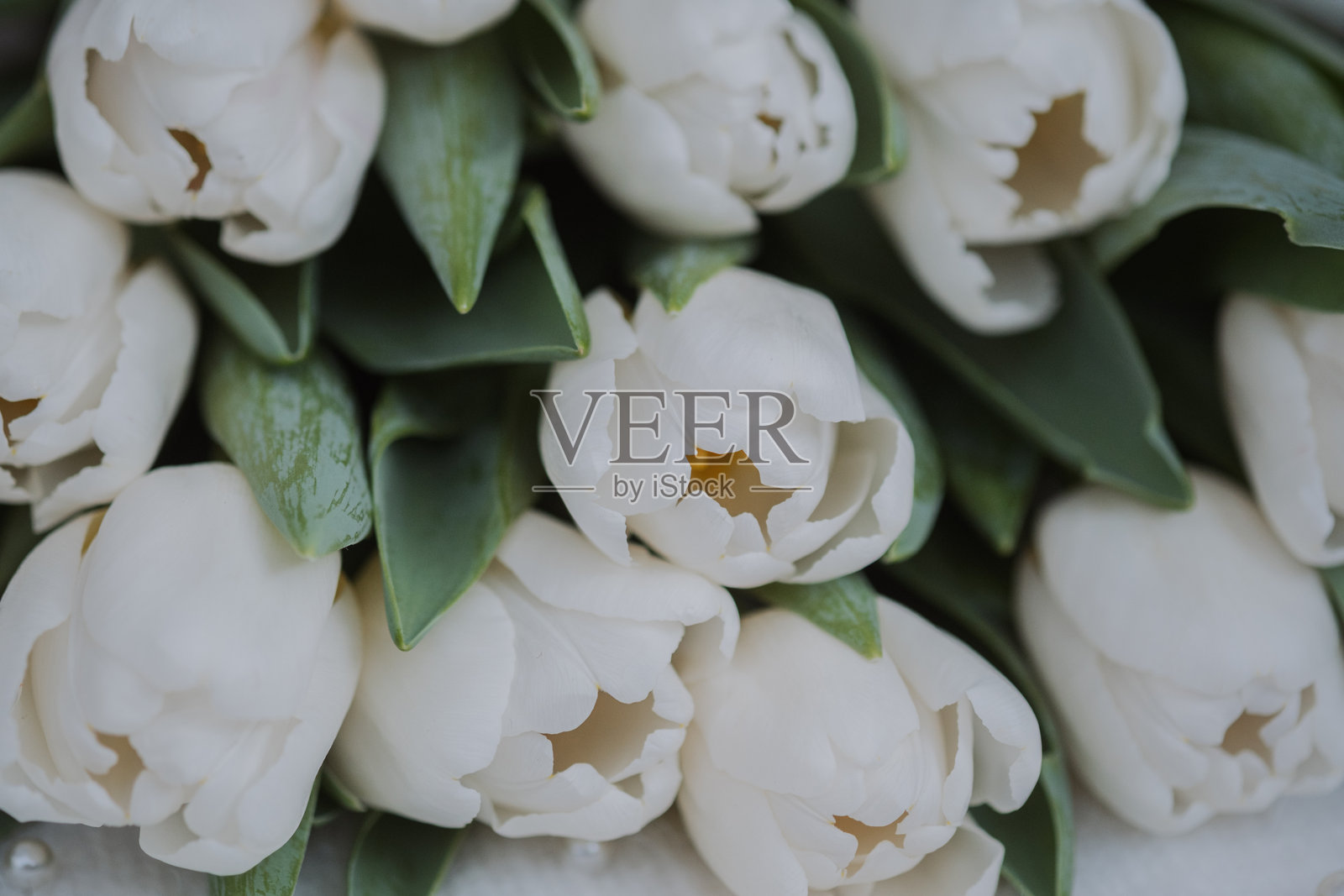 优雅的白色郁金香在柔和的背景上精美地排列着照片摄影图片