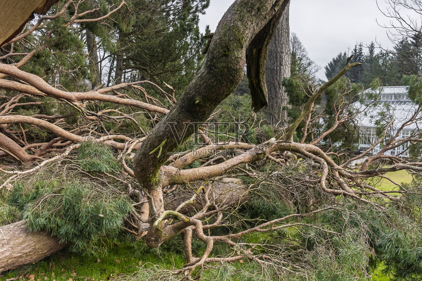 苏格兰公园内被风暴Eowyn吹倒的倒伏树木，2025年1月照片摄影图片