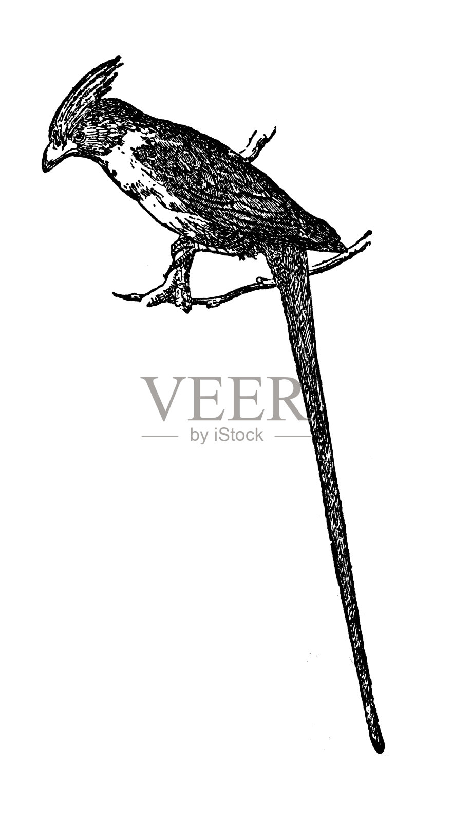 Rara插画图片素材