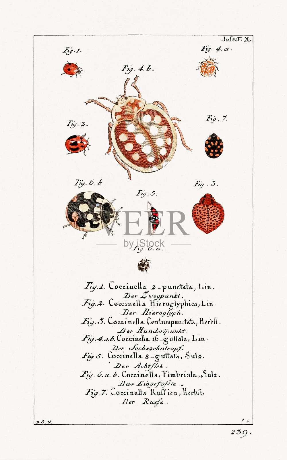 昆虫。18世纪复古自然历史插图，展示各种昆虫。详细的科学艺术作品。约1784年插画图片素材
