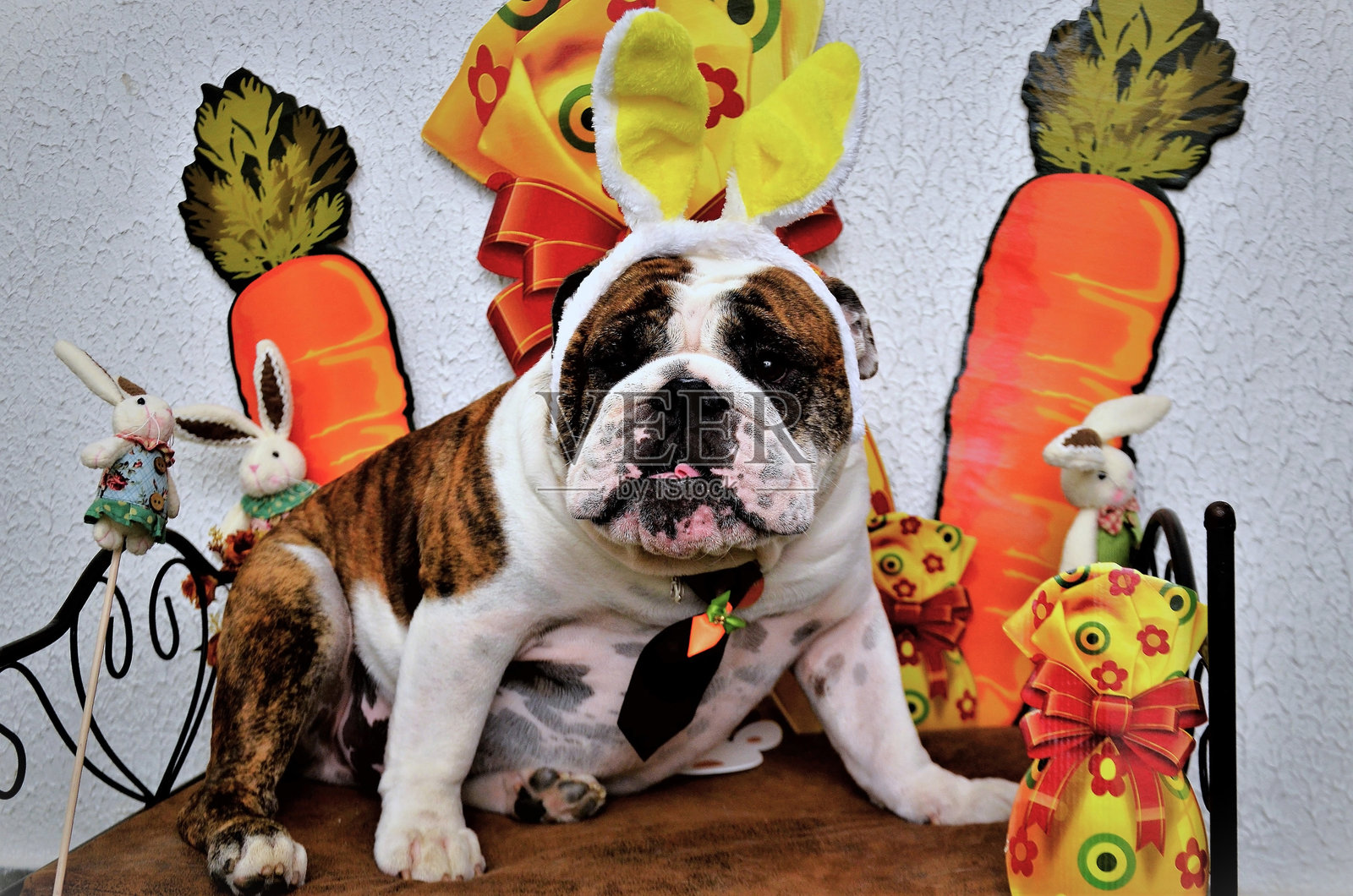 穿着黄色兔耳朵的英式斗牛犬（家犬）在犬类复活节场景中照片摄影图片