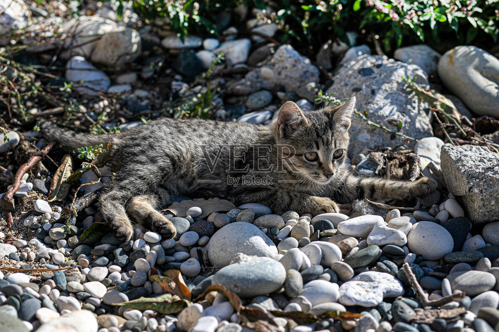 一只棕色的流浪条纹小猫躺在卵石沙滩上，注视着镜头，沐浴在阳光下。照片摄影图片