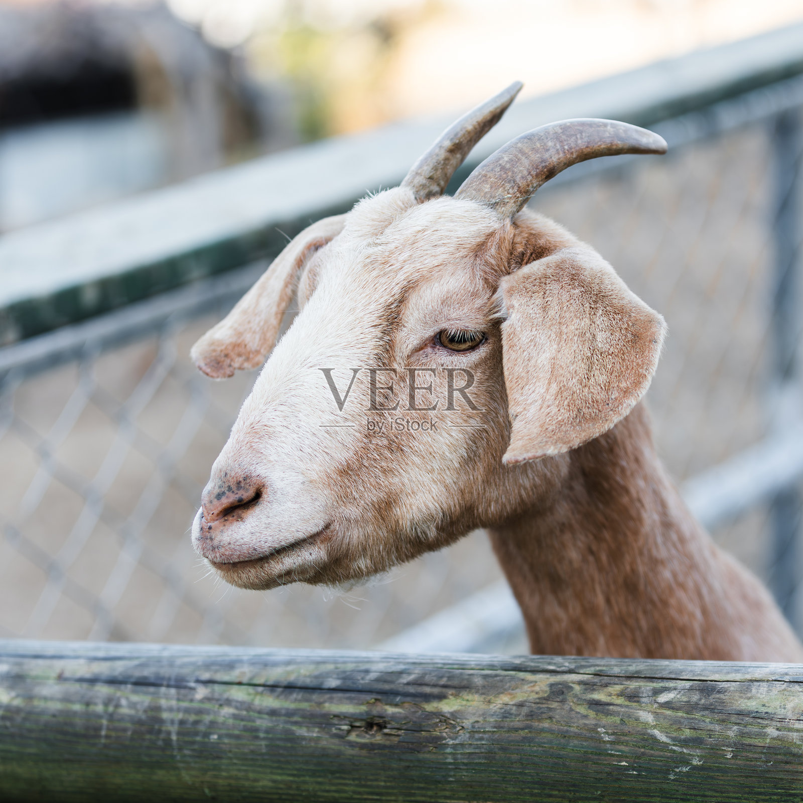 在牧场发现的一只山羊。山羊（Capra Hircus）照片摄影图片