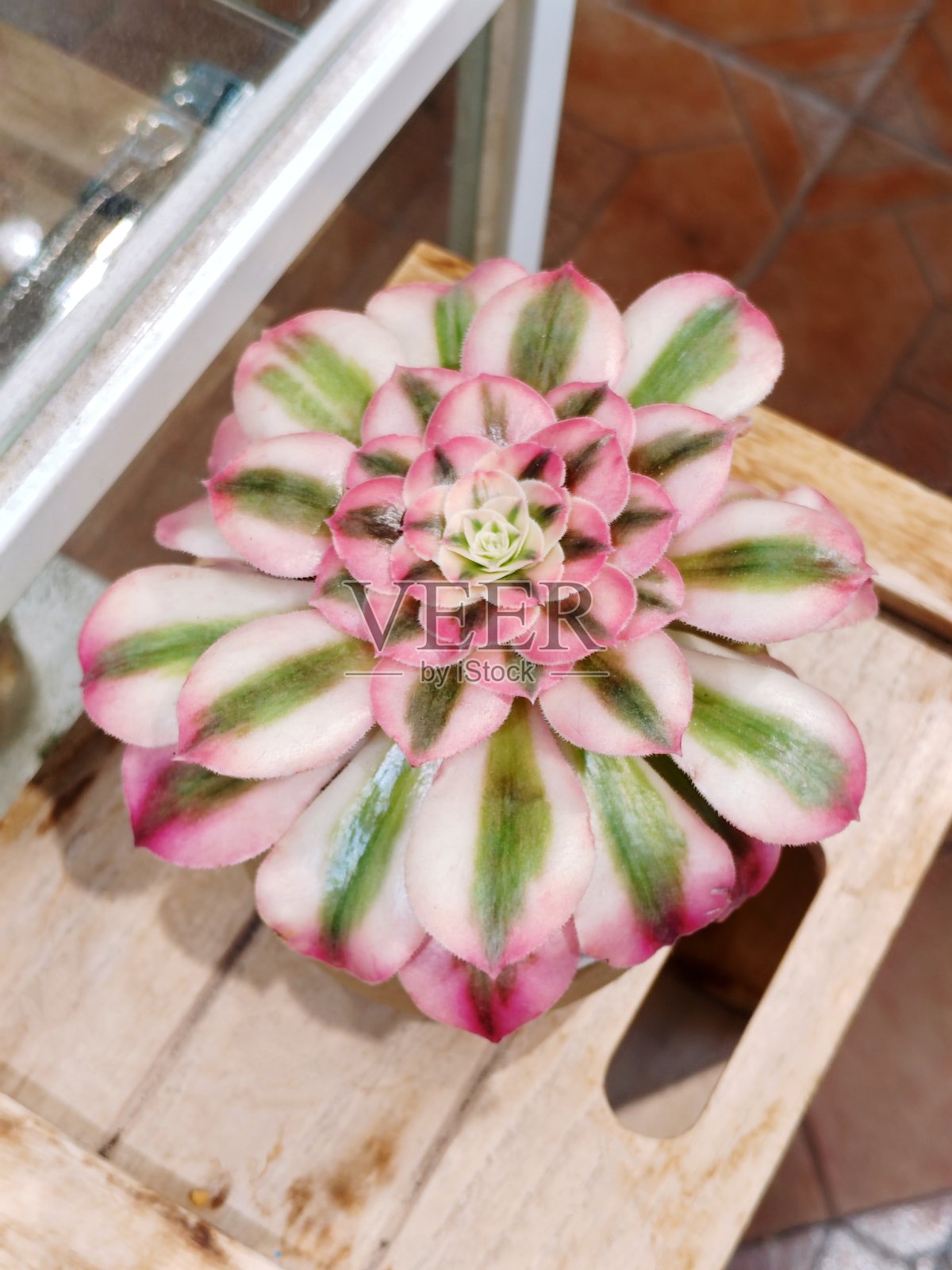 粉色女巫多肉植物照片摄影图片