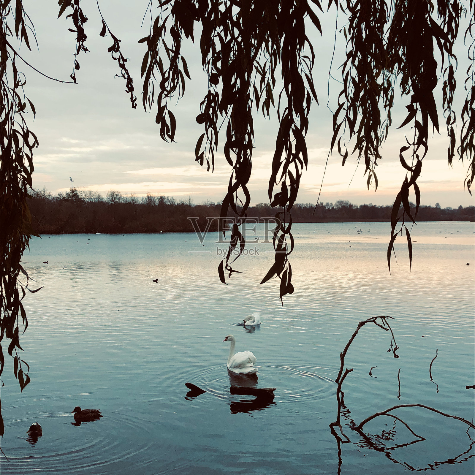 来自丹麦达姆胡斯湖的明信片。照片摄影图片