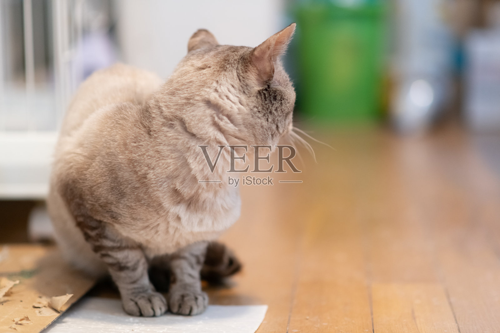 可爱的猫咪坐着盯着看照片摄影图片