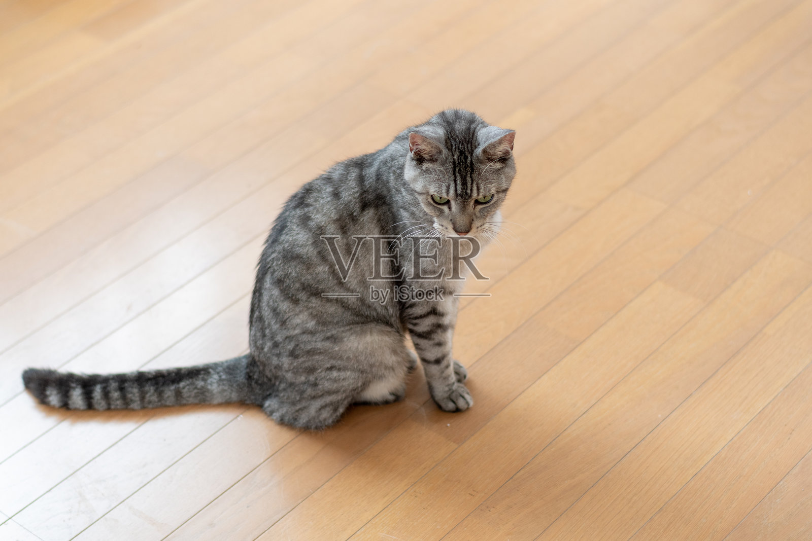 可爱的猫咪坐在室内照片摄影图片