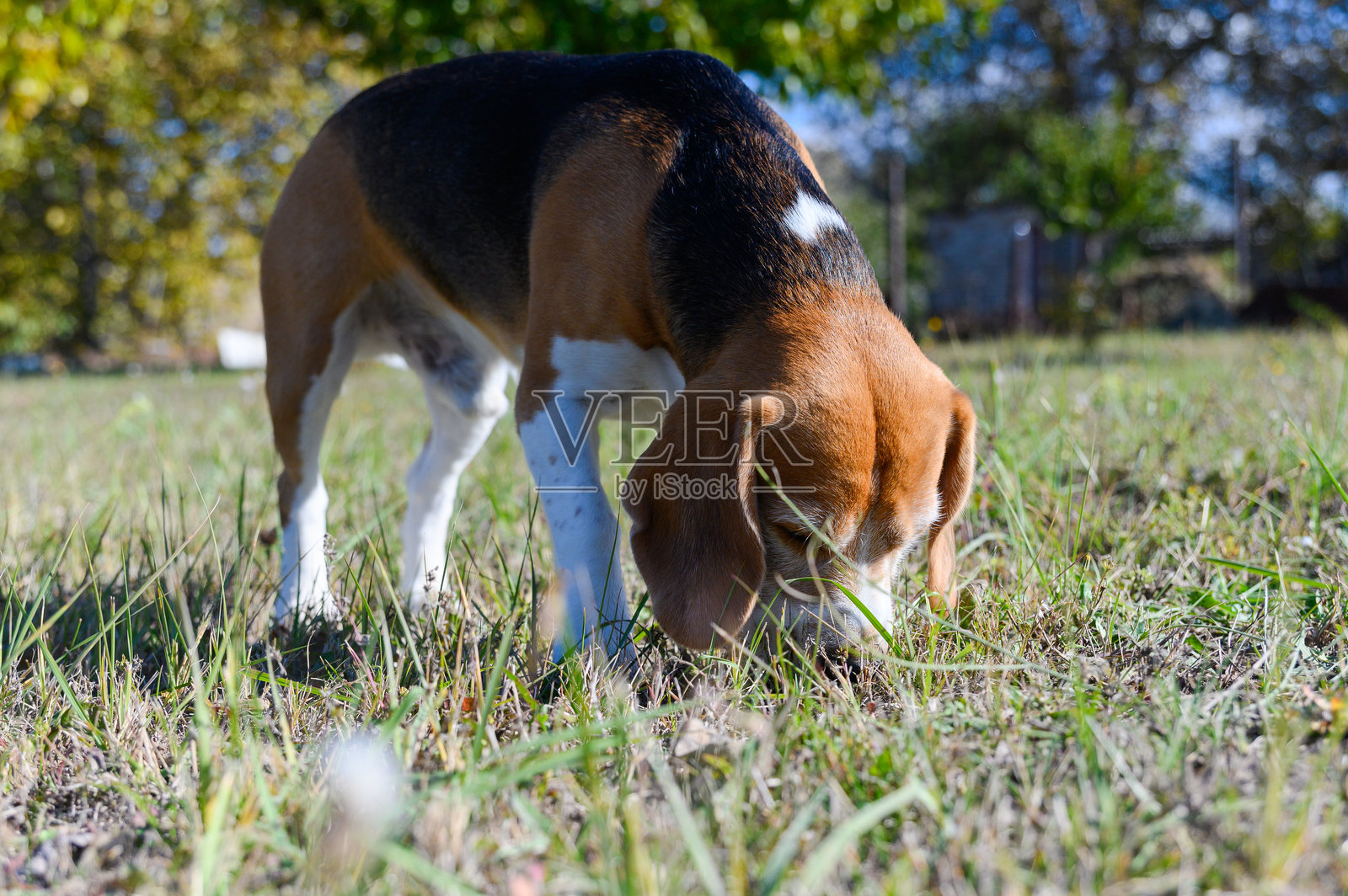 一只三色比格犬，毛色为白色、棕色和黑色，正在嗅草地。照片摄影图片