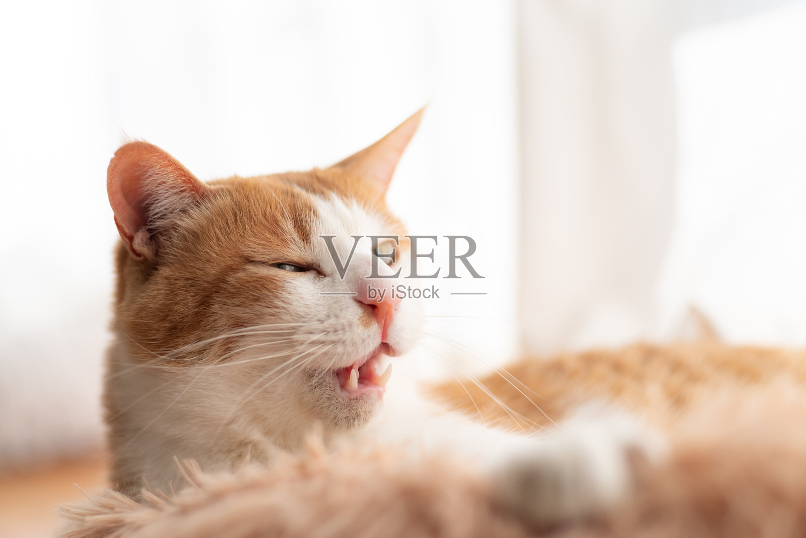 可爱的猫咪在窗边放松照片摄影图片