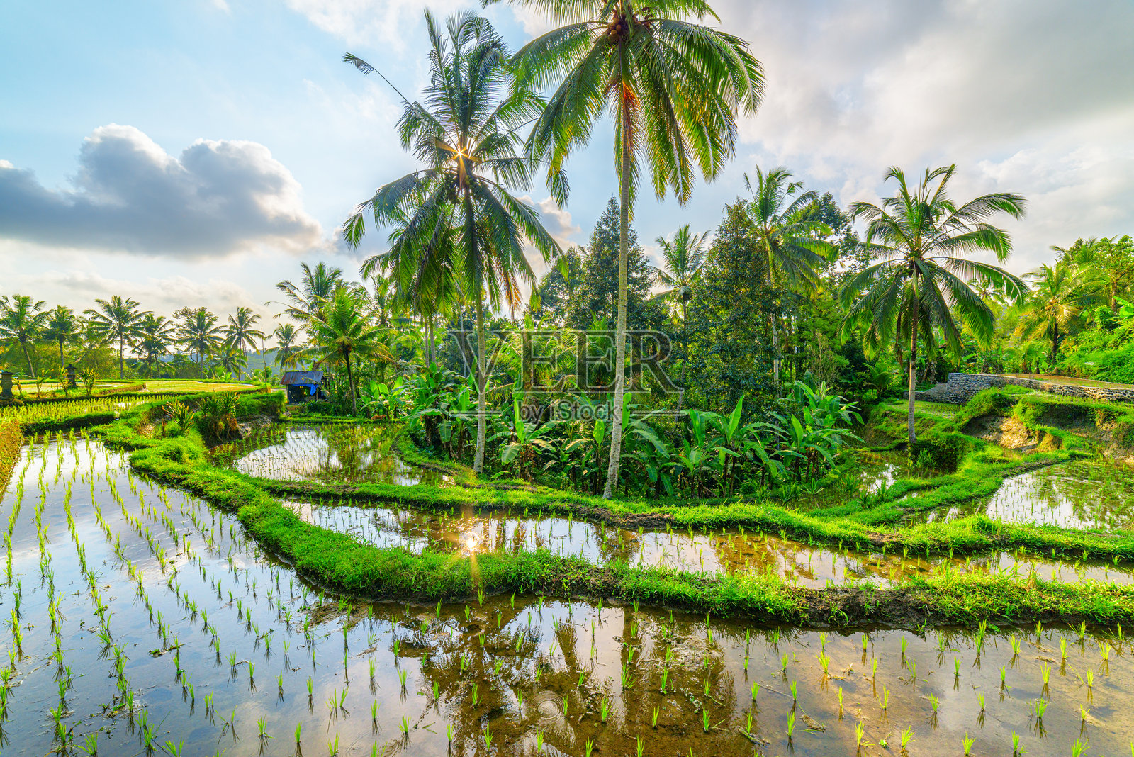 巴厘岛印度尼西亚壮观的稻田梯田美景照片摄影图片