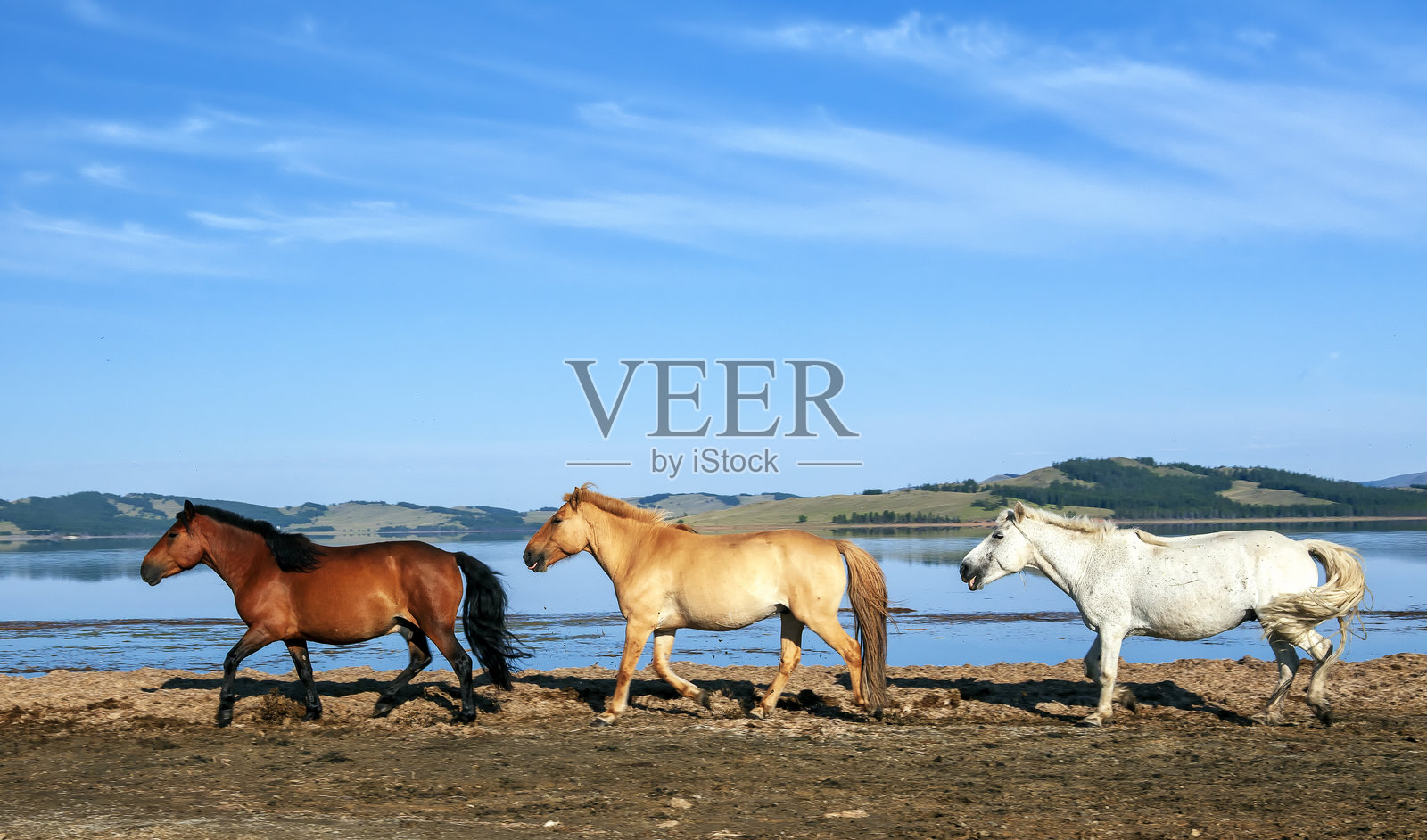 勇敢的蒙古马肖像 - 成吉思汗的传奇骏马照片摄影图片