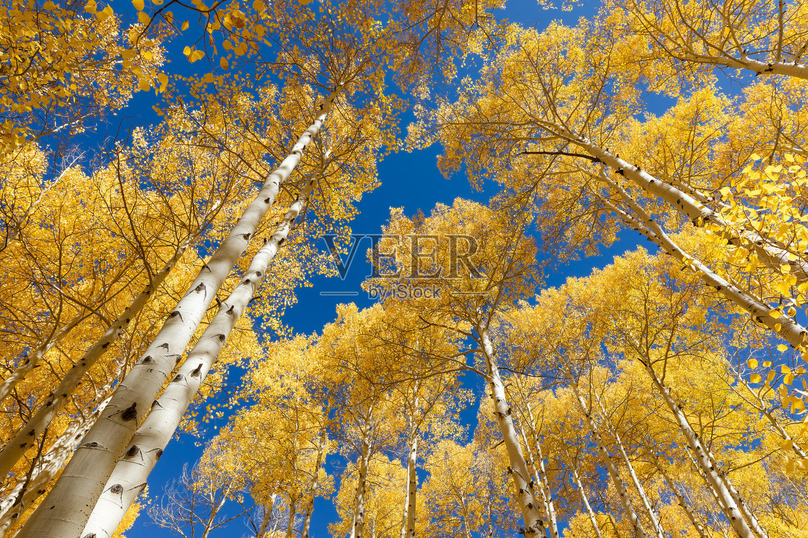科罗拉多州特柳赖德附近的秋季白杨树与蓝天照片摄影图片