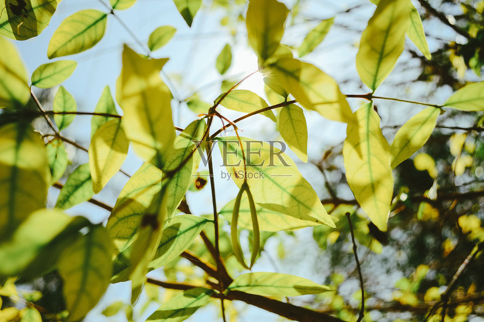 亚洲自然照片摄影图片