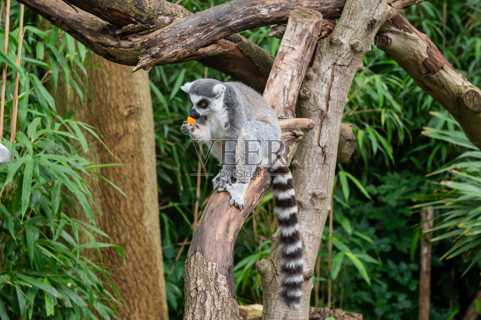 世界狐猴日：坐在树枝上的环尾狐猴享用零食照片摄影图片
