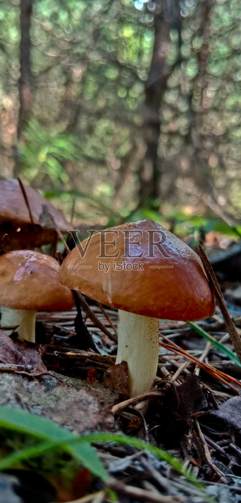 森林中的松茸蘑菇。照片摄影图片