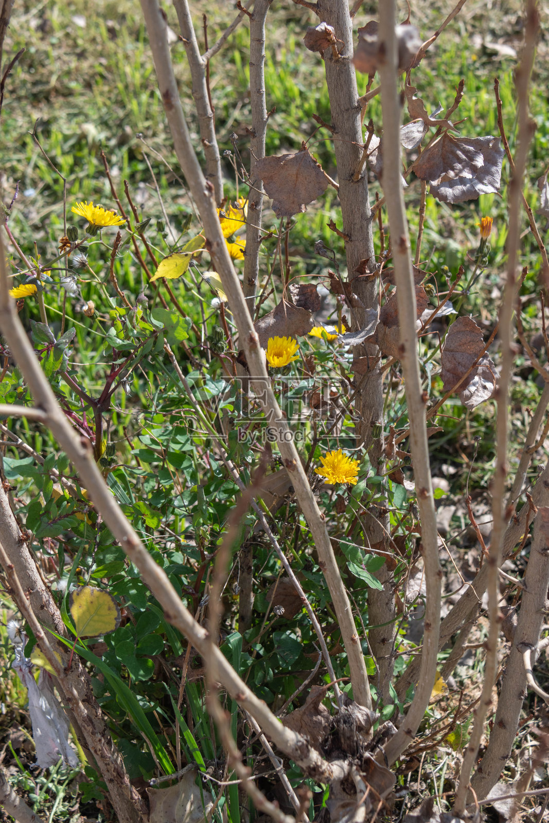 枝条间的黄色花朵：春天的气息照片摄影图片