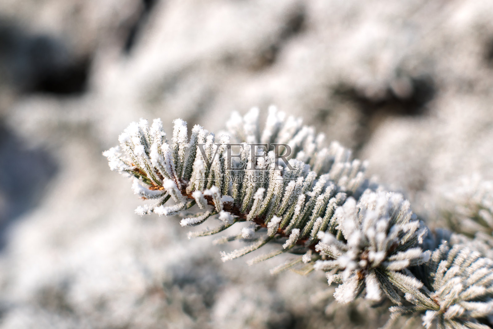 树枝上的霜，树针，冬季装饰。照片摄影图片
