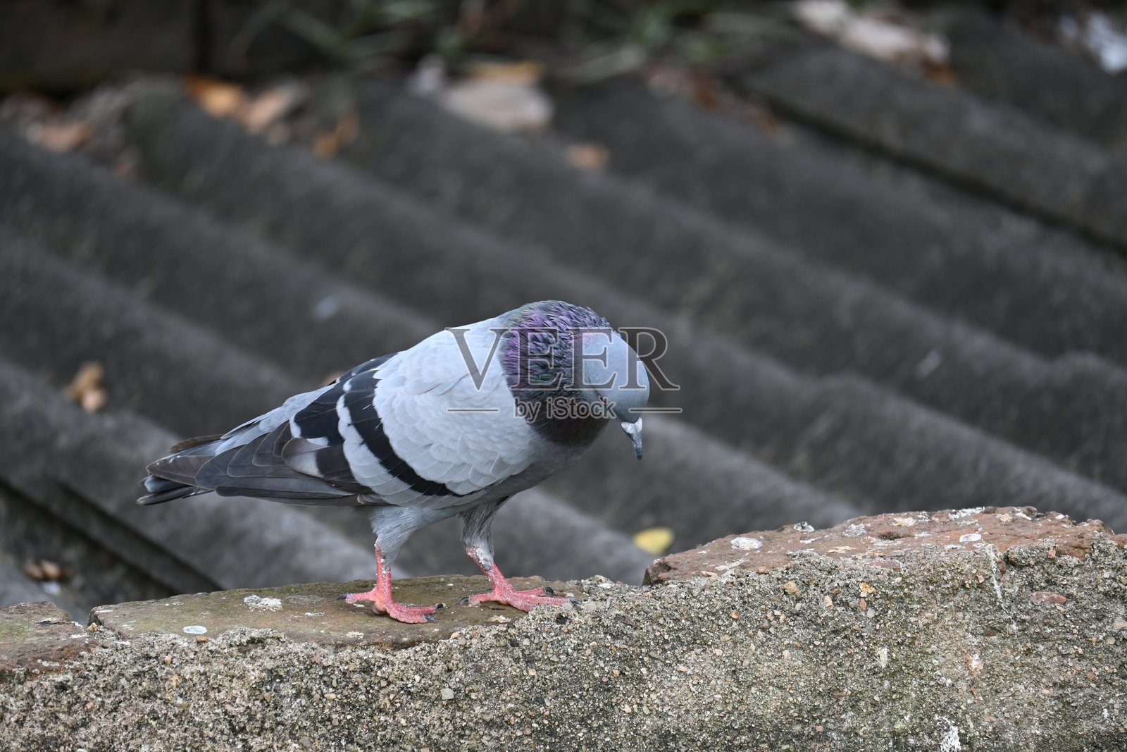 岩鸽或岩鸽子。照片摄影图片
