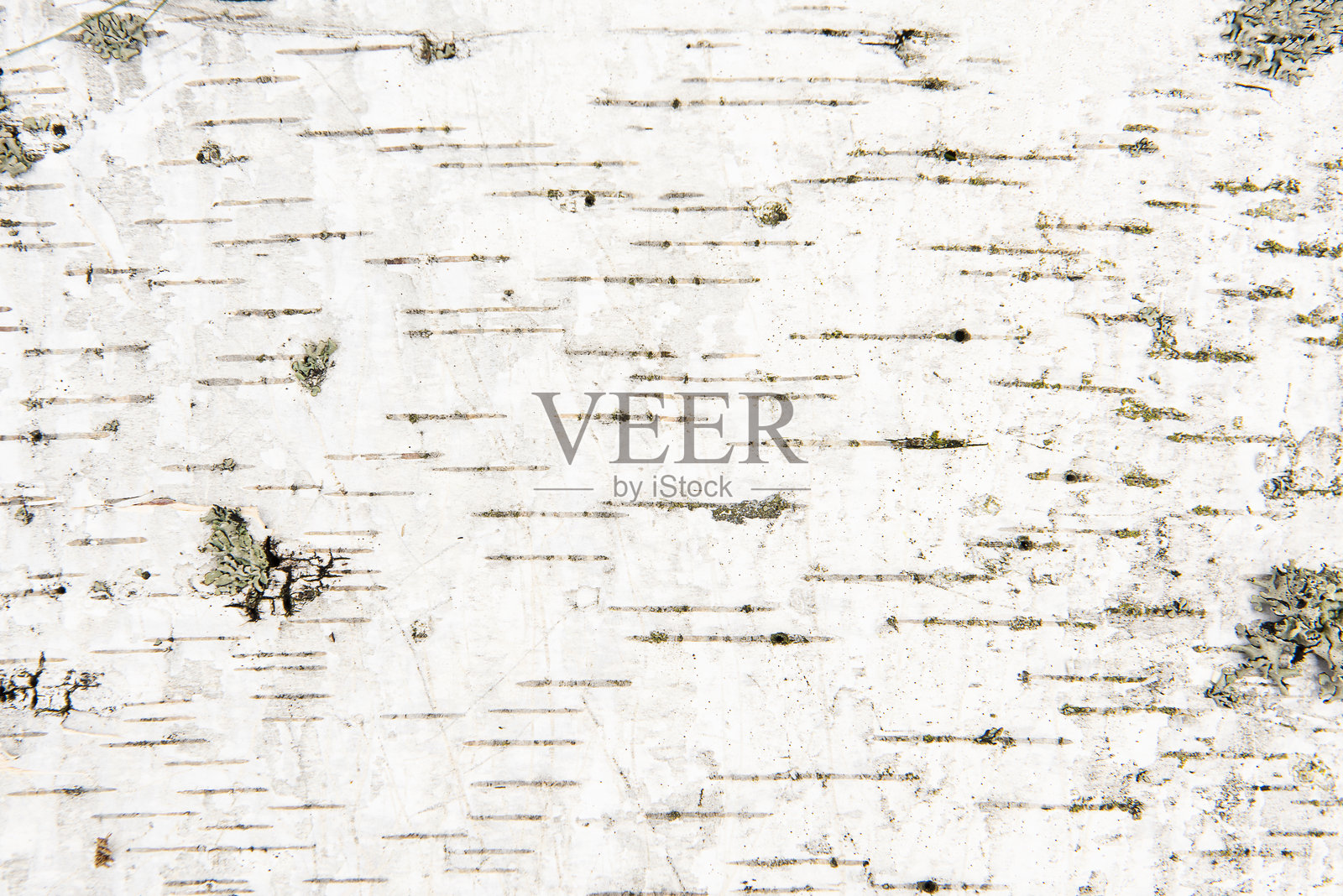 自然背景。白桦树树皮照片摄影图片