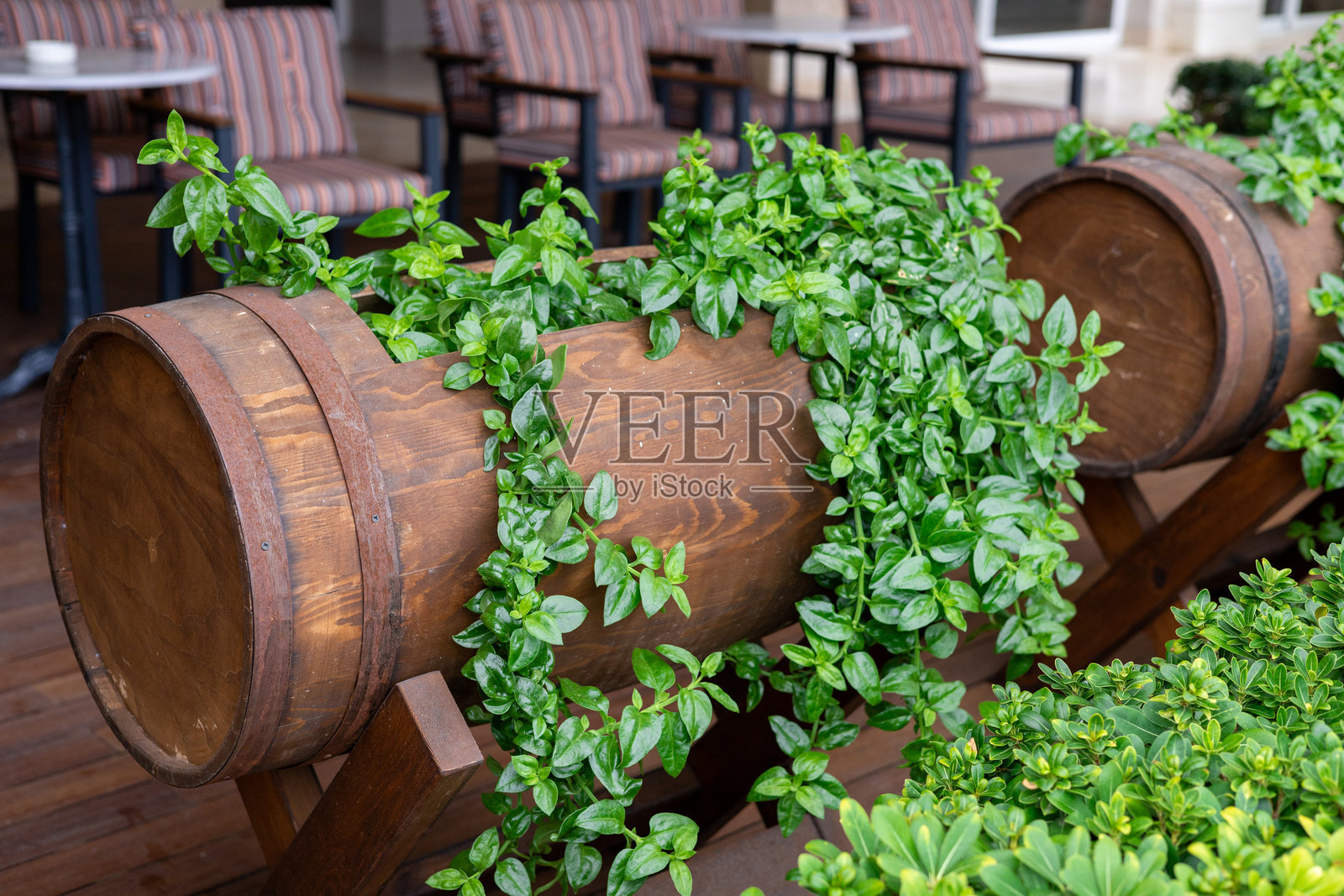 装饰着鲜艳绿色植物的木桶照片摄影图片