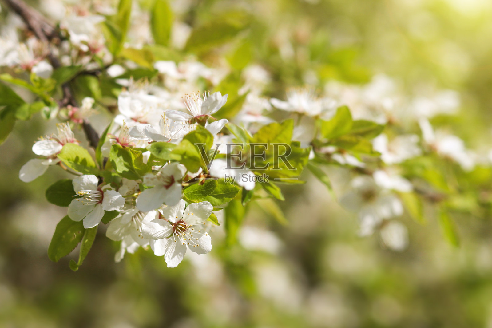 盛开的樱花树枝照片摄影图片
