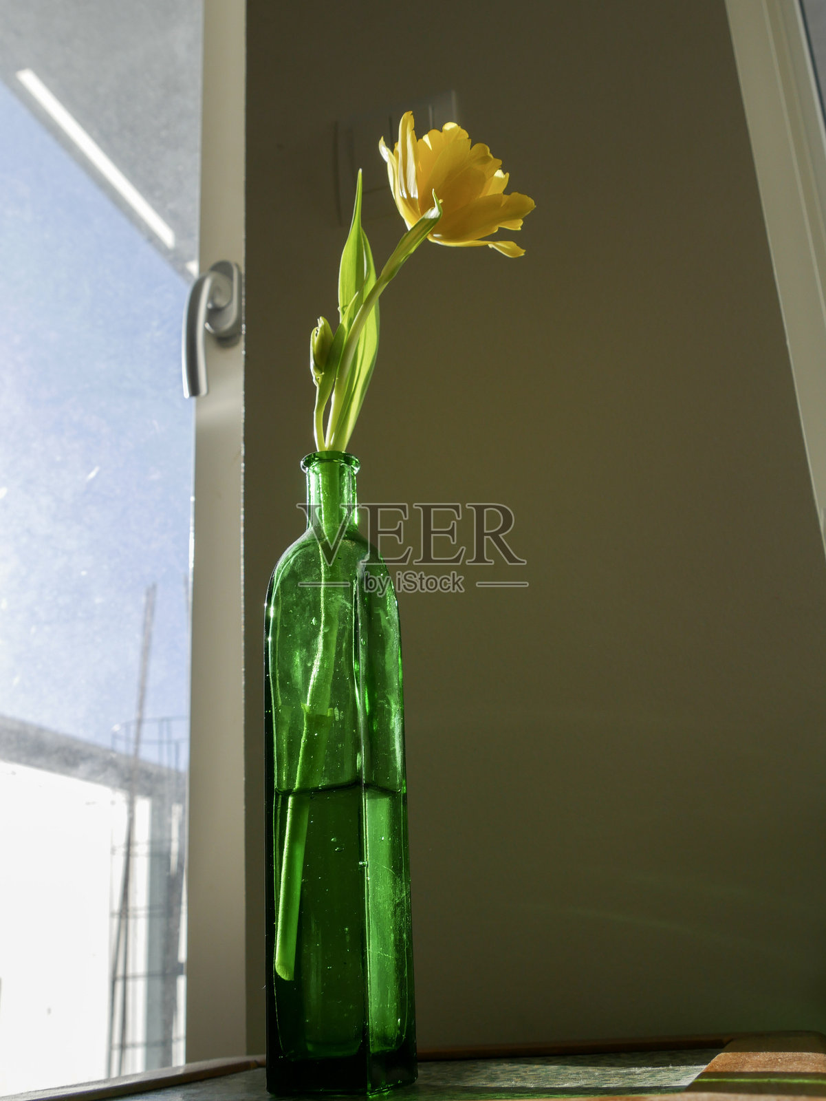 瓶子里的黄色郁金香照片摄影图片