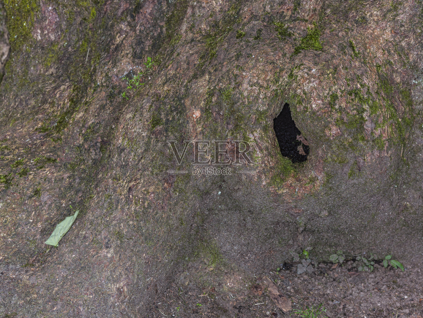 树皮特写，覆盖着苔藓，带有小叶子和一个洞照片摄影图片