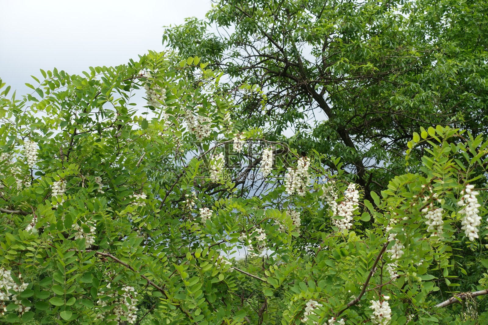 五月的暴风雨天空与盛开的刺槐照片摄影图片