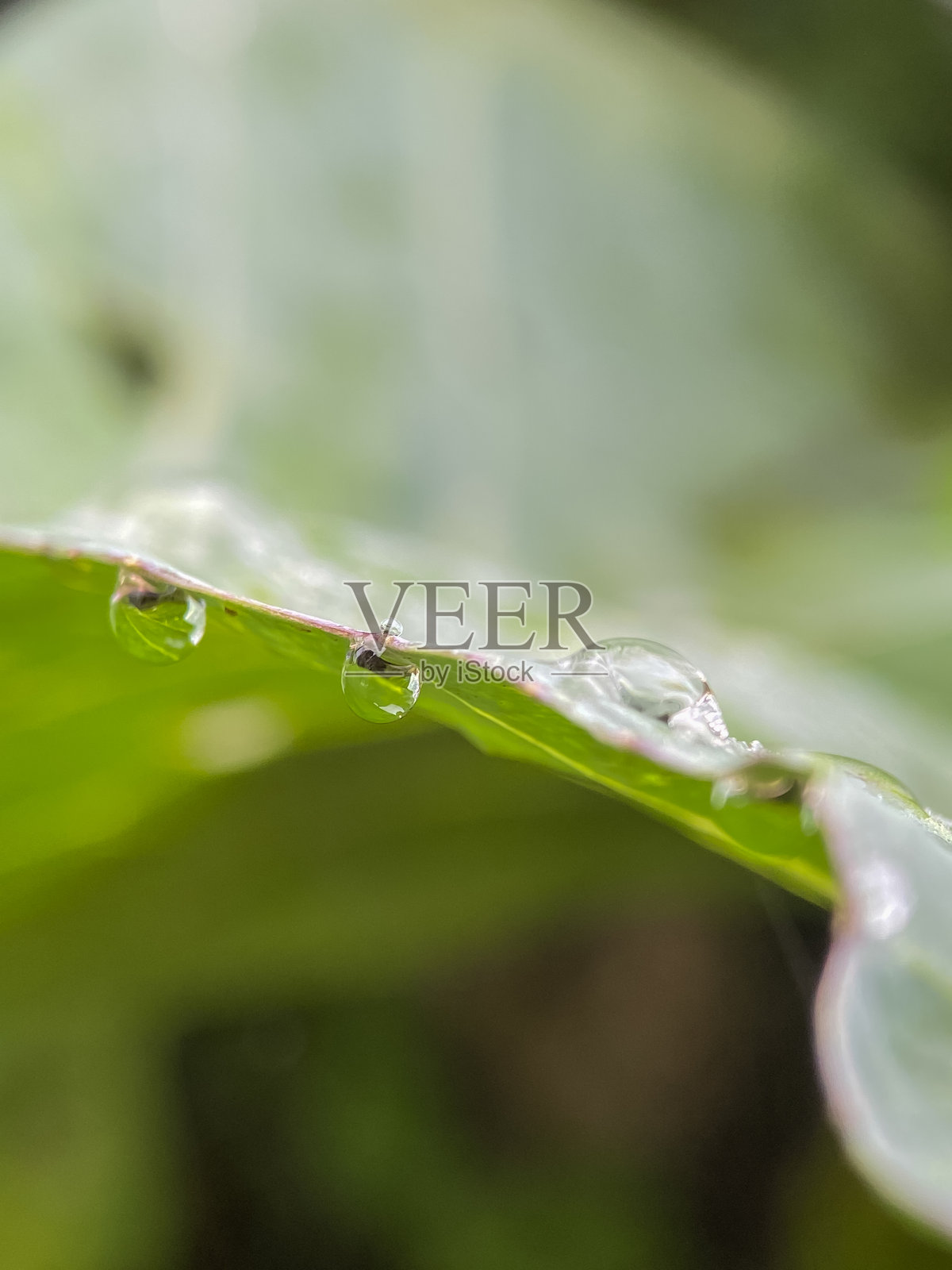 水滴照片摄影图片