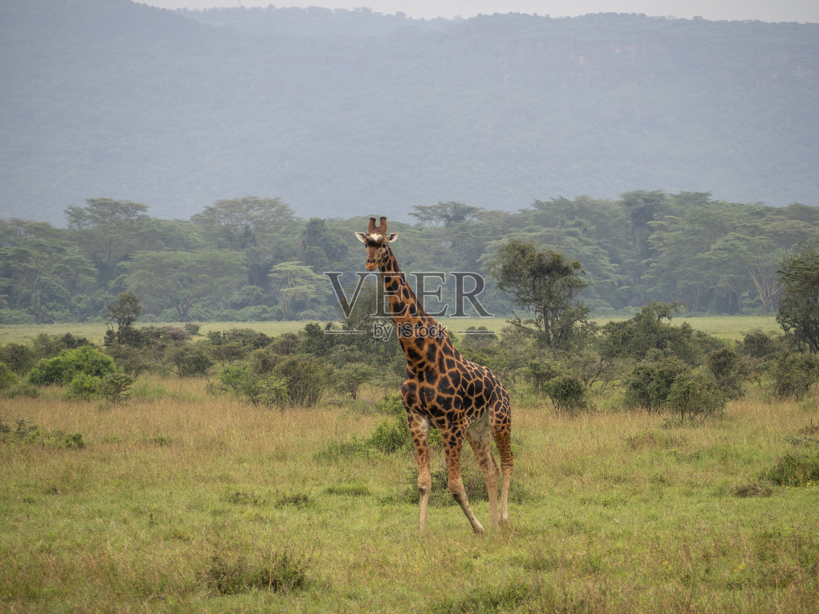 草原上的长颈鹿照片摄影图片