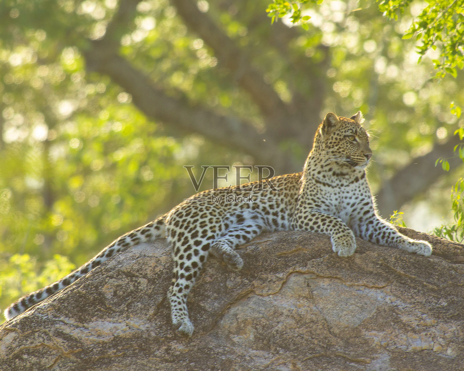 豹子照片摄影图片