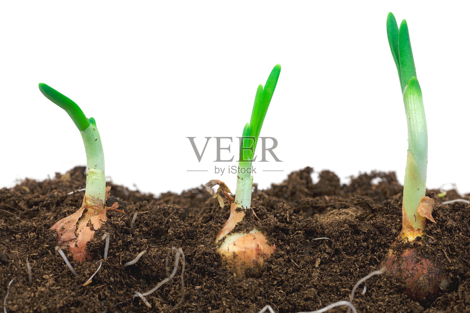 三颗洋葱从土壤中生长的横截面视图，背景为白色照片摄影图片