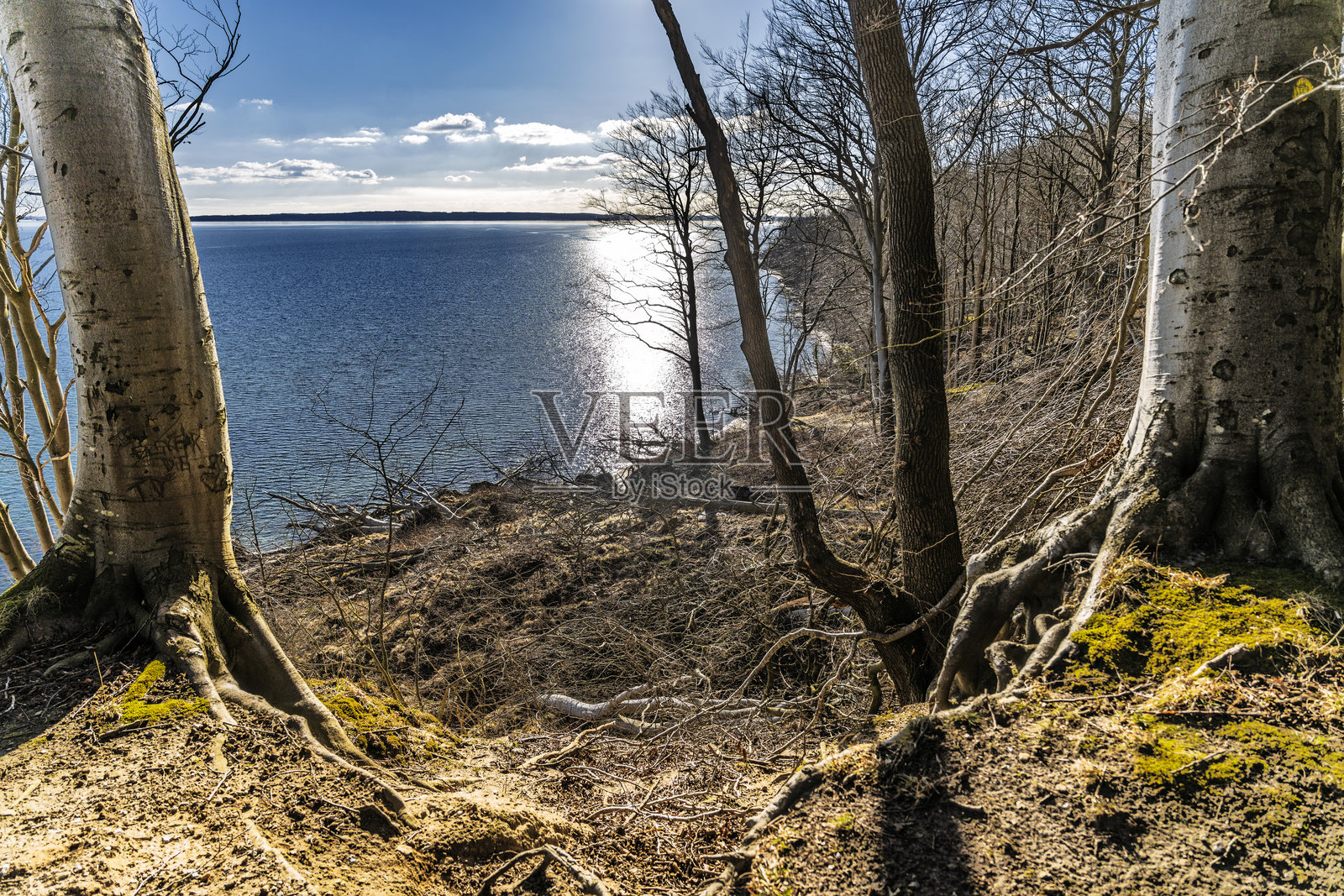 宁静的斯塔克斯罗德森林海岸风景，阳光照耀的海洋与光秃的树木，赫登斯特德，丹麦照片摄影图片