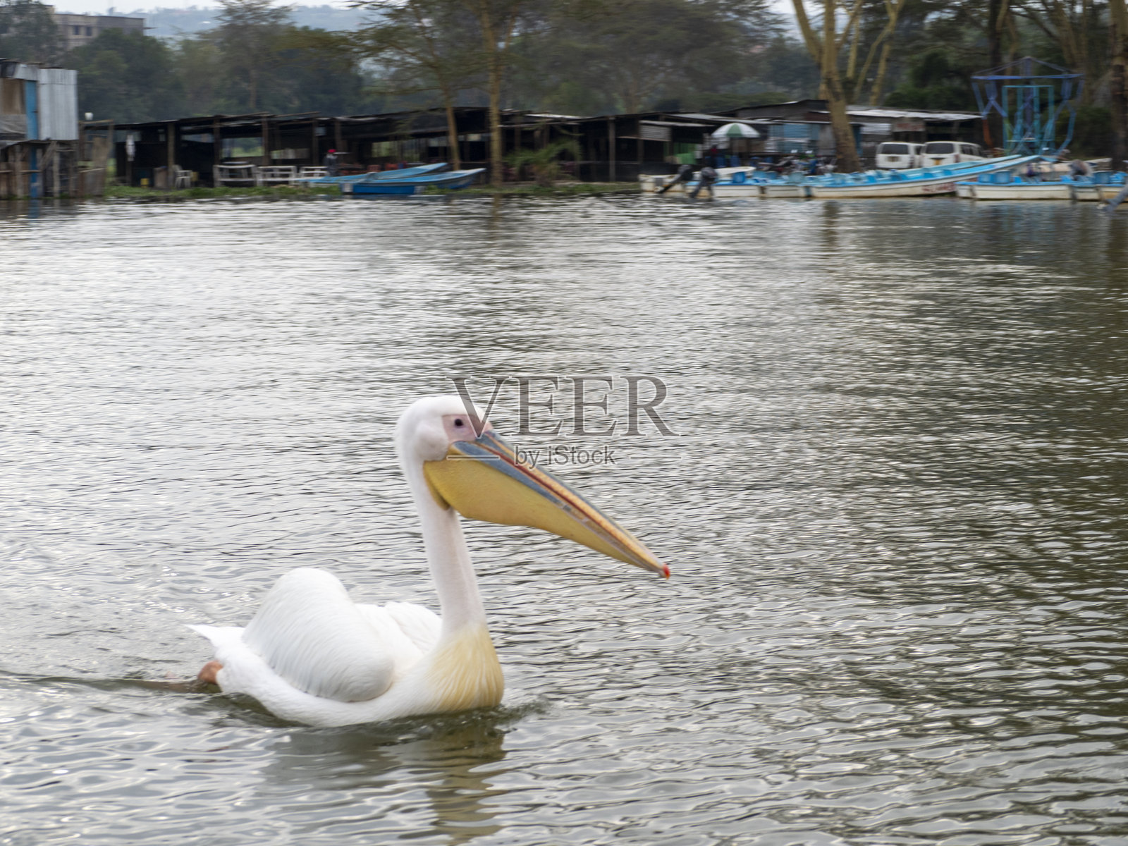 白鹈鹕照片摄影图片
