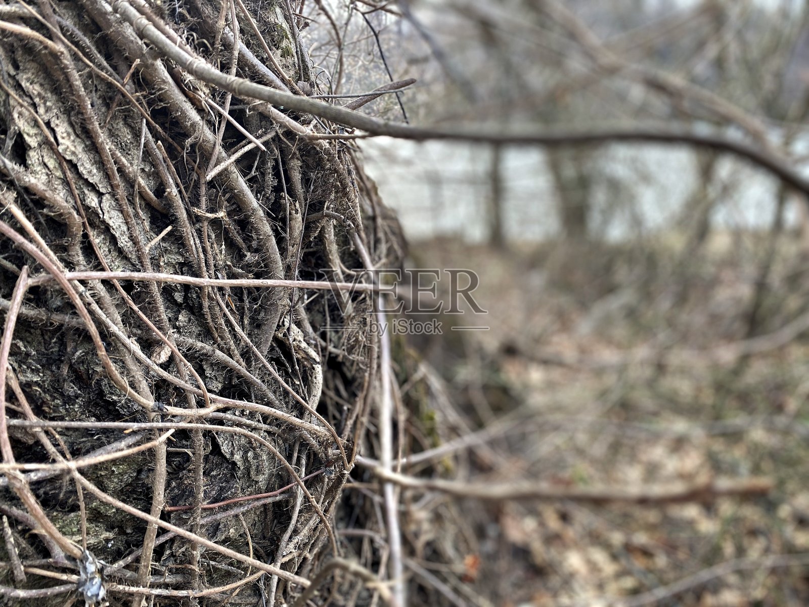 干燥的葛根特写照片摄影图片