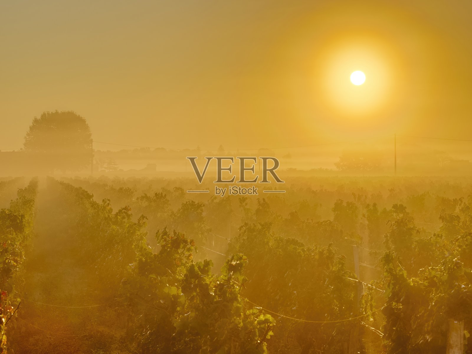 法国的圣埃美隆葡萄酒产区照片摄影图片